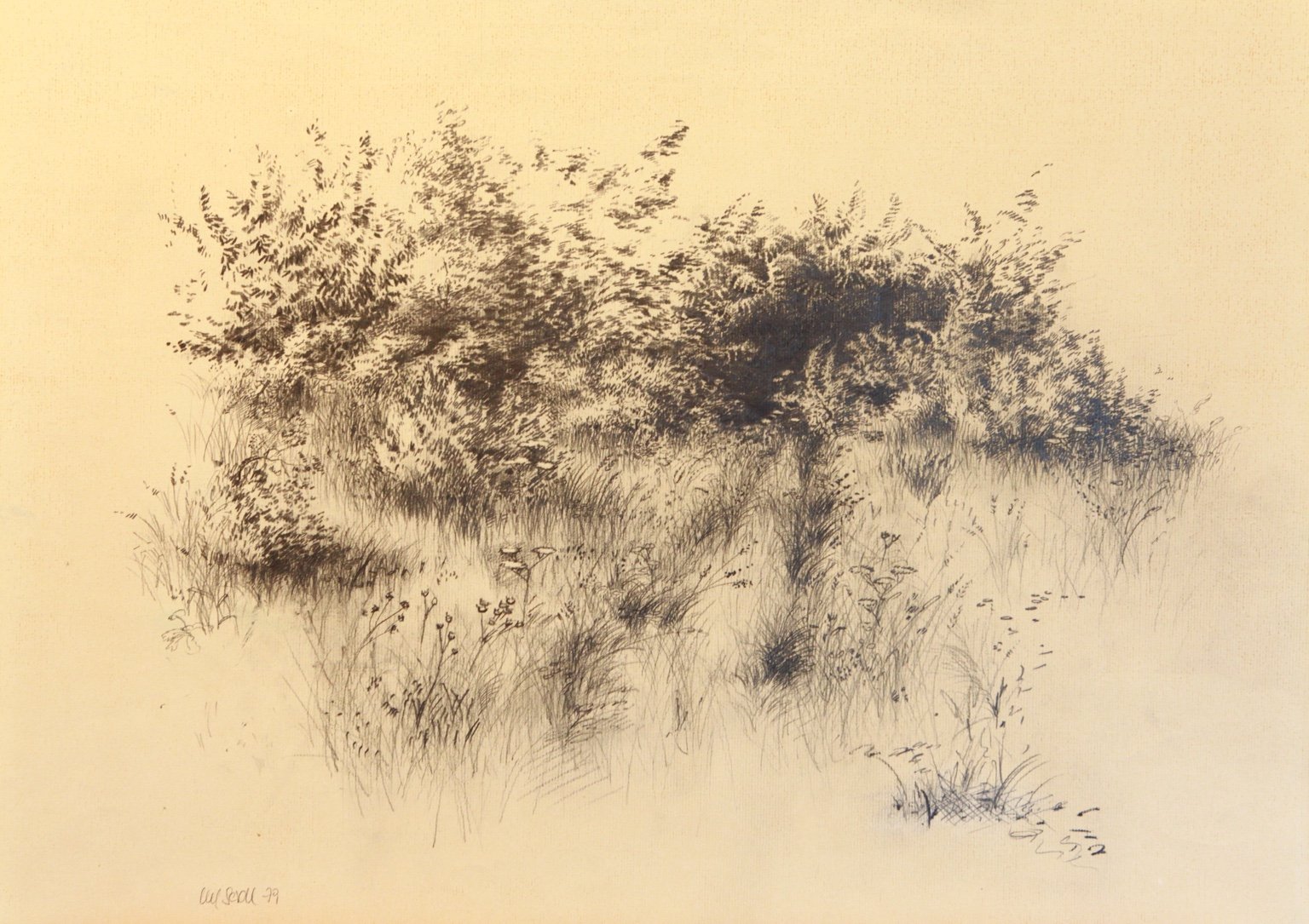 Zeichnung Bleistift 65 × 49,5 cm